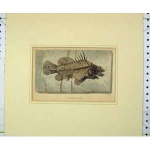    C1830 Antique Print Fish Bones Lates Gracilis Agass