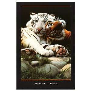  Tigers Movie Poster, 24 x 36