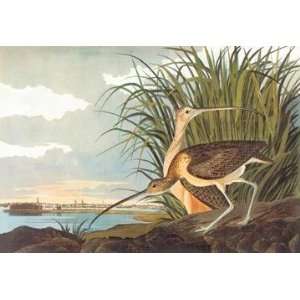  Exclusive By Buyenlarge Long Billed Curlew 28x42 Giclee on 