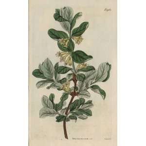 Curtis 1826 Antique Botanical Engraving of the Lonicera Caerulea or 