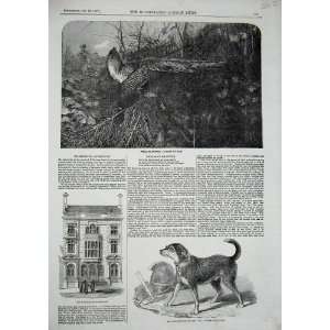  Warminster Athenaeum Dog Fire Man 1857 Pheasant Shoot 