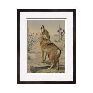  Howling Arizona Or Mearns Coyote Framed Giclee Print