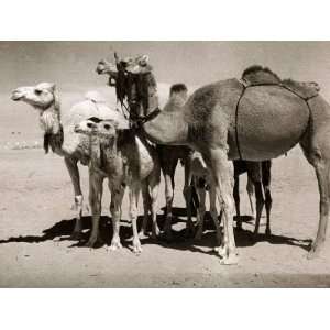  The Sahara Camel, Youngsters Have Black Noses and Later 