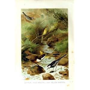   HISTORY 1894 95 BIRD DIPPER PIED YELLOW WAGTAIL