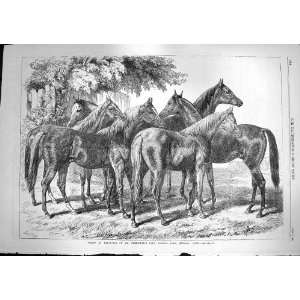  1868 Yearlings Horses Blenkiron Sale Parlk Eltham Kent 