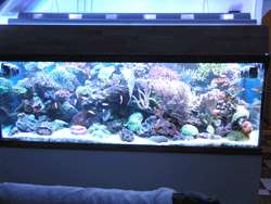 Ecosystem Aquarium Miracle Mud Marine 5 lbs. Live Coral  