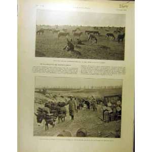   1916 Africa Somme Donkey Verdun Fleury Transport Ww1