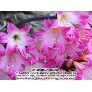  Belladonna Lily Pink Hybrids   Exclusive   5 bulbs   2 1/2 