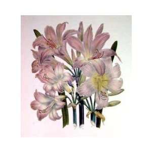  Lilies Belladonna    Print