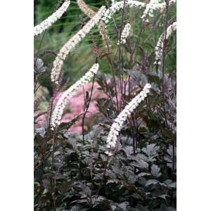  Actaea simplex Black Negligee   Bugbane Patio, Lawn 