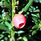 Spreading Yew Seeds★Evergree​n Shrub ★ Landscapers #1 Choice 