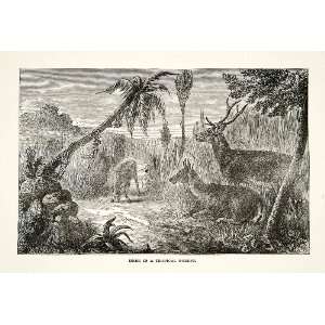 1881 Print Deer Tropical Forest Jungle Philippines Landscape Animal 