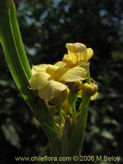 Image of Sisyrinchium striatum (Huilmo amarillo / Ñuño)