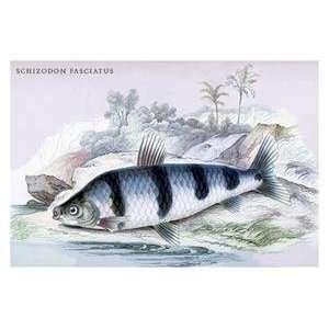  Paper poster printed on 12 x 18 stock. Schizodon 