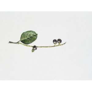  Blackthorn Fruit (Prunus Spinosa ), Illustration Stretched 