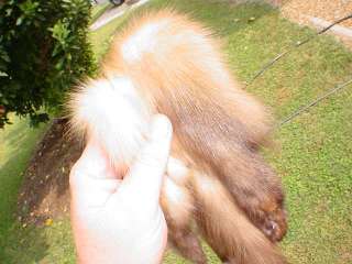 Marten w/ft pelt Sable skin hide mount wild fur taxider  