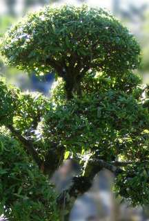 Willow Leaf Ficus Bonsai Tree 30 Tall Large Specimen  