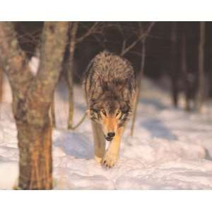  Gray Wolf Hunting His Prey (1999)   Photography Poster 