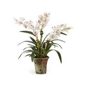  Cymbidium Orchid in Mossed Orchid Planter   White Patio 