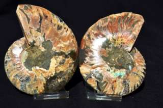 2767 Fossil Cut Split PAIR Ammonite Deep Crystals LARGE 4 110 Million 