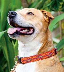Lupine Nylon ID Collar   Toy Breed to Large Dog & Puppy  
