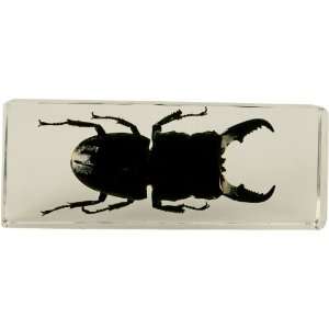  Amber / Clear Acrylic Beetle Paperweight 