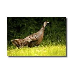 Wild Turkey In A Clearing Giclee Print