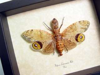   information about what makes our insect displays the best you can get