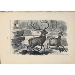  Deer Deers Buck Bucks Animal Animals Old Print Antique 