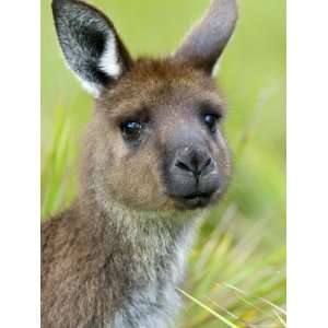 com Kangaroo Island Kangaroo, (Macropus Fuliginosus), Flinders Chase 