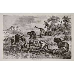  1884 Wood Engraving Africa Savanna Buffalo Zebra Giraffe 