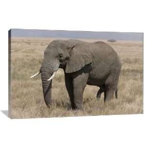 African Bush Elephant   Gallery Wrapped Canvas   Museum Quality  Size 