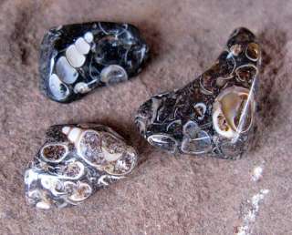  Fossil Shell Specimen Polished Tumbled Rock Mineral Specimen NR  