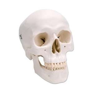 Classic Human Skull   3 part  Industrial & Scientific