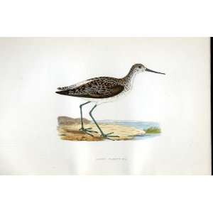  Marsh Sandpiper Bree H/C 1875 Old Prints Birds Europe 
