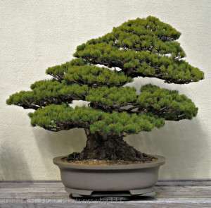 JAPANESE WHITE PINE SEED 5 SEEDS BONSAI OR LANDSCAPE  