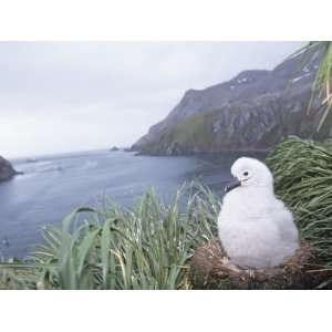 Gray Headed Albatross Chick in its Nest (Diomedea Chrysostoma), South 