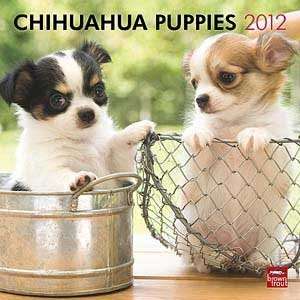  2012 Chihuahua Puppies Calendar