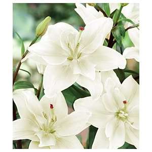  3 Lily   Asiatic   Double   Annemaries Dream bulb Patio 