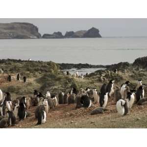 Chinstrap Penguins, Aitcho Island, South Shetland Islands, Antarctica 