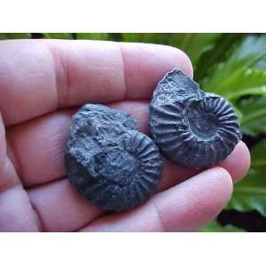  A0306 Gemqz Black Ammonite Fossil Double Sided Pair 
