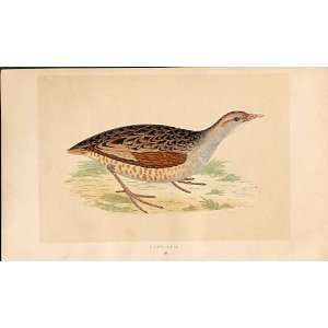  Land Rail British Birds 1St Ed Morris 1851