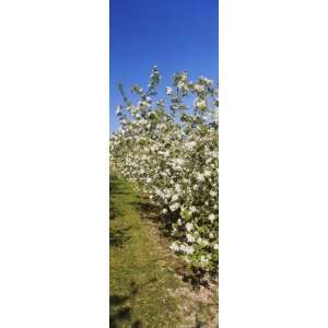  Apple Orchard in Bloom, Peshastin, Chelan County 