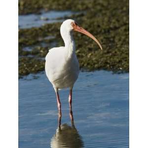  Portait of a White Ibis, Sanibel Island, Florida Stretched 