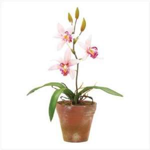  Delicate Pink Orchids in Pot 