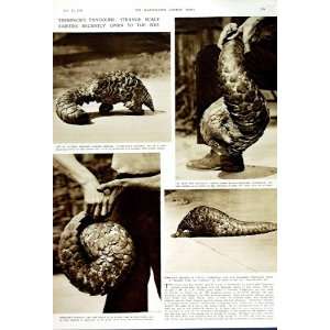   1949 TEMMINCK PANGOLINS ZOO LONDON ENGLAND ANT EATER