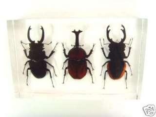 Colección de insectos fijada   espécimen de escarabajo de 3 gigantes 