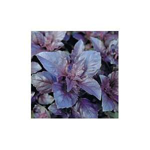  Opal Purple Variegated Basil   pack 