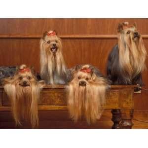  Yorkshire Terriers on a Table with Hair Tied up and Very Long Hair 