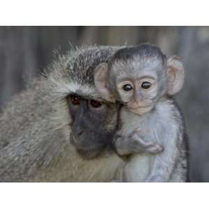 Vervet Monkey (Chlorocebus Aethiops) Infant and Mother, Kruger 